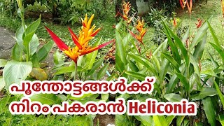 Heliconia plant care in Malayalam Heliconia PsittacorumHow to easily propagate Heliconia [upl. by Andrel490]