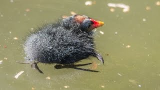 Moorhen chick [upl. by Chickie428]