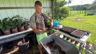 Rooting Cuttings In The Summer…central Florida zone 9B [upl. by Eenwat]