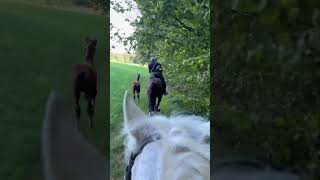 Gallop pferdezucht horse [upl. by Alyel]