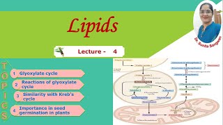 Glyoxylate cycle [upl. by Yhtimit868]