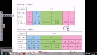 Major histocompatibility complex [upl. by Burchett]