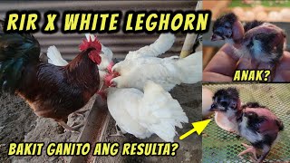 Resulta sa pag cross breed ng rhode island red at white leghorn [upl. by Atsiuqal]