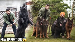 Egypt Import HighValue💵Black German Shepherd in Haryana India😱 Engineers Kennel😍 [upl. by Diana60]