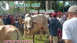 Presyo Ng Baka At Kalabaw  Aguada Placer Masbate  August 30 2024 KingSinangote [upl. by Nappy]