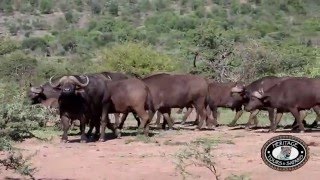 Hluhluwe Buffalo [upl. by Wey]