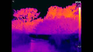 Vols de chiropteres filmés par thermographie infrarouge  CETII [upl. by Eioj]