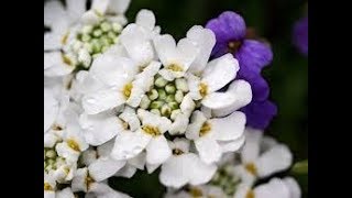 How🤔 to collect 🕊Candytuft Flowers 💐SEEDSBest winter flowers plants [upl. by Awhsoj722]