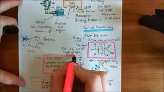 Receptor Tyrosine Kinases Part 6 [upl. by Hagile691]