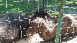 Some photos of the Zoo Sibiu  GRĂDINA ZOOLOGICĂ SIBIU [upl. by Shanks]