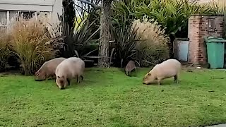 It’s the Invasion of the Capybaras [upl. by Drusie]