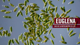 Euglena  part plant part animal  by Motic Europe [upl. by Deegan]