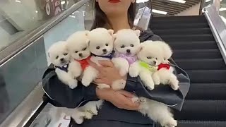 Most beautiful puppies in world [upl. by Danete]