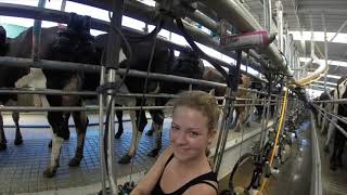 Dairy Farming in New Zealand [upl. by Nalyk492]