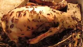 Watering Dermestid Beetles on a Black Bear Skull [upl. by Stan]