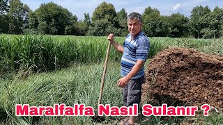 Maralfalfa Nasıl Sulanır  Hayvan Gübresi Suyla Nasıl Verilir Bitkiye [upl. by Recor]