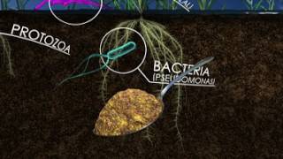 The Living Soil How Unseen Microbes Affect the Food We Eat 360 Video [upl. by Kerman]