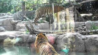 Tiger Battle at the Hogle Zoo [upl. by Rasmussen]