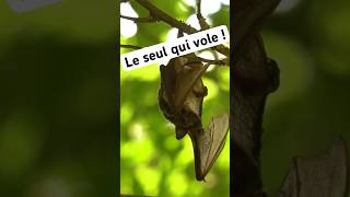 Le seul mammifères qui vole  animaux science [upl. by Nnylodnewg]