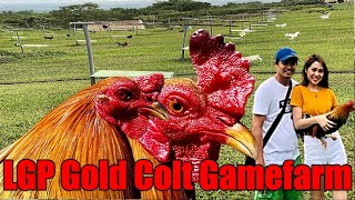 Lets Visit The Farm Of LGP Gold Colt Gamefarm [upl. by Atinaej614]