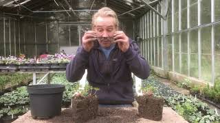 How to split hardy geraniums cranesbill geraniums in March or April stinkyditchnursery750 [upl. by Cioban627]