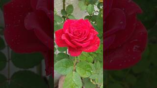 Beautiful Rose Flower Fresh Morning WhatsApp Status VideoYtshortsvideo shortstrending [upl. by Lalib]