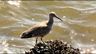 Willet Bird Feeding on Barnacles [upl. by Grenier]