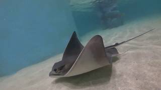 Blue Zoo Interactive Aquarium Stingrays [upl. by Atteynot]