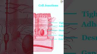 E03 Epithelial Tissue Simple Stratified Epithelium HiBody101 Histology amp Biology of Organ System [upl. by Nnylecyoj470]