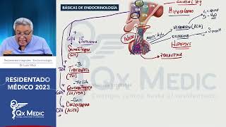 Endocrinología  Resúmenes Integrales [upl. by Tellford204]