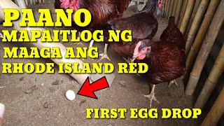 PAANO MAPAITLOG NG MAAGA ANG RHODE ISLAND REDFREE RANGE CHICKEN FARMINGBUHAY PROBINSYA [upl. by Nolte483]