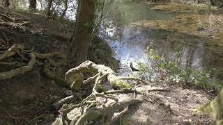 The River Tillingbourne Surrey 4K WobbleVision [upl. by Eryn535]