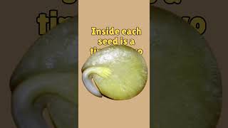 Discover the Secrets of Seed Embryo Growth science nature facts [upl. by Venita]