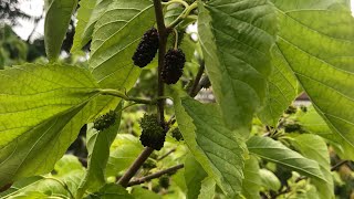 Mulberry illinois everbearing  the early fruits are extremely small and quite dry unfortunately [upl. by Netneuq255]