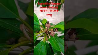 সবেদা ফলের গাছ Manilkara zapota sapodilla sapote chicozapote chicoo naseberry soapapple [upl. by Von]