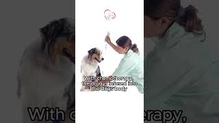 Immunotherapy vs Chemo noradisis caninecancer cancervaccine [upl. by Adgam]