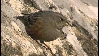 Accenteur alpin Alpine Accentor Alpenbraunelle  Prunella Collaris [upl. by Elton]