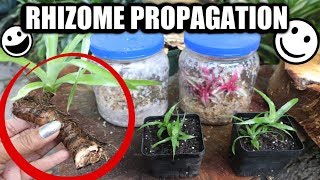 Rhizome Propagation amp Bromeliad Care  Pot amp Grow  Tips amp Tricks [upl. by Midan]