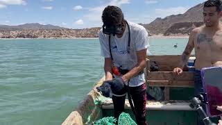 Sacando callos de acha almejas chocolatas y chinas en bahía de kino sonora [upl. by Erlinna]