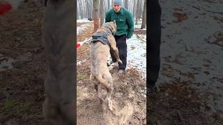 Attack of a powerful Cane Corso Dog training Kyiv [upl. by Formica]