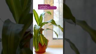 Dracaena Plant Care Tips 🌿  Quick Guide [upl. by Blanche]