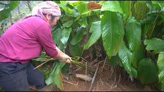 Make Feed for Chickens Renovate The Small Garden To Plant Arrowroot Trees New Life In Countryside [upl. by Fablan]