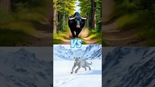 Black bull VS wild animalsleopard ram lionshorts animals bull [upl. by Katharyn]