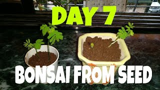 Albizia Julibrissin bonsai  Bonsai from seed  Day 7  ITS AWESOME [upl. by Kcirdle421]