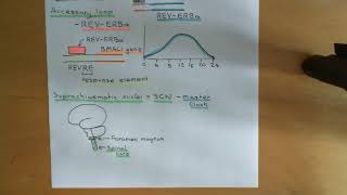 Circadian Clocks Part 5 [upl. by Joktan]