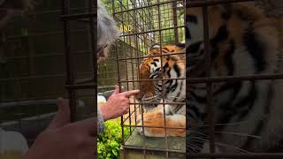 Talking with our tigress Clara lion tiger normandie tigress cat [upl. by Reggis]