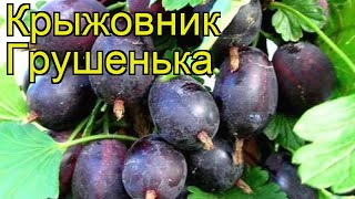 Крыжовник Грушенька Grushenka Краткий обзор описание характеристик где купить саженцы [upl. by Ubald]