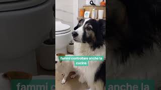 Cani divertenti sweetness 💝 canidivertenti pets caninecuteness divertente humor amoredoglover [upl. by Iloj]