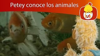 Petey conoce los animales  Pescados y Conejo Luli TV [upl. by Ettigdirb]