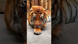 🐯🐆SLOW MOTION Tigres Jaguar Leopardo y Pantera shortsyoutube short [upl. by Mcdonald]